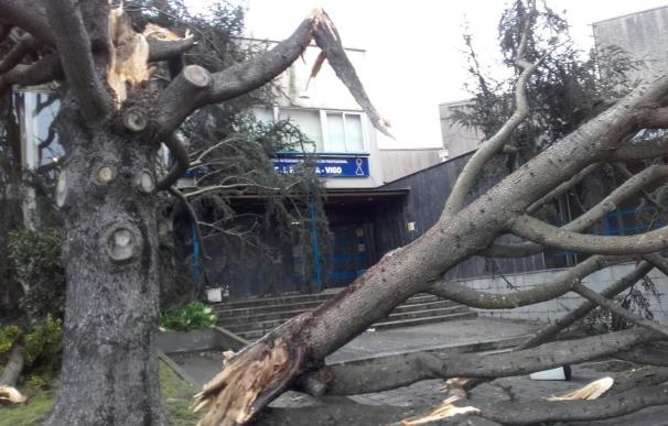 El viento causa múltiples incidentes en el área de Vigo, con árboles caídos, desprendimientos y cortes de luz