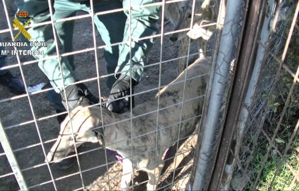 Tres detenidos en Cáceres por pertenecer a una organización dedicada a robo de perros de caza