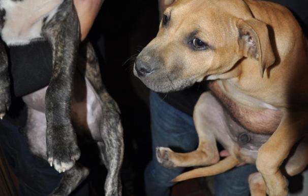 Detenidas 34 personas de una red de peleas ilegales de perros en Madrid, Alicante, Murcia y Tenerife
