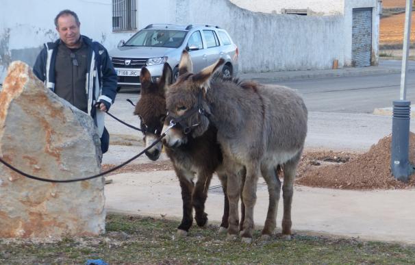 Los vecinos de Benagéber adoptan a dos burros que habían sido maltratados por su dueño