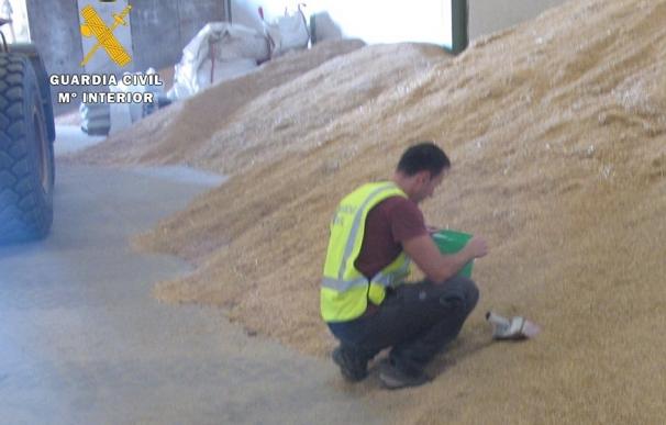 Ocho investigados en Burgos por uso fraudulento de semillas de cereal