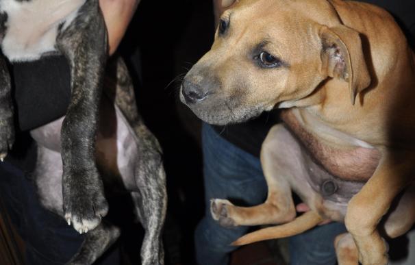 La red de peleas de perros organizó cuatro combates en Tenerife y tenía un almacén clandestino en Adeje