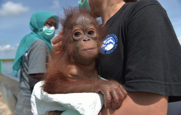 Un bebé orangután salvado de ser mascota