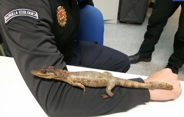 Un cocodrilo disecado crea alarma en el Puente del Hospital Reina Sofía