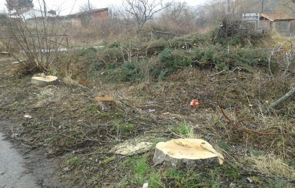 Conservacionistas denuncian al Ayuntamiento de Barruelo (Palencia) por una tala "indiscriminada" de árboles