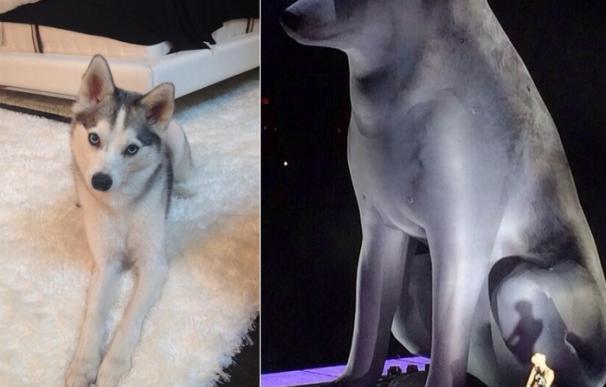 Miley Cyrus sorprende en el escenario con una replica gigante de su perro Floyd