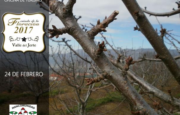 La web de turismo del Valle del Jerte informará a diario sobre la floración de los cerezos