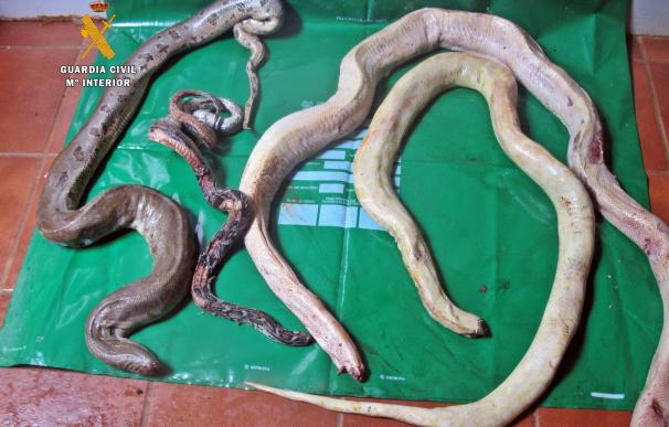 Desmantelado un taller ilegal de taxidermia en Villafranca de los Barros tras hallar animales en un contenedor