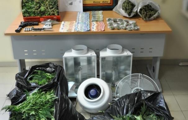 Incautadas más de 90 plantas de marihuana en una actuación policial con un detenido en Lucena