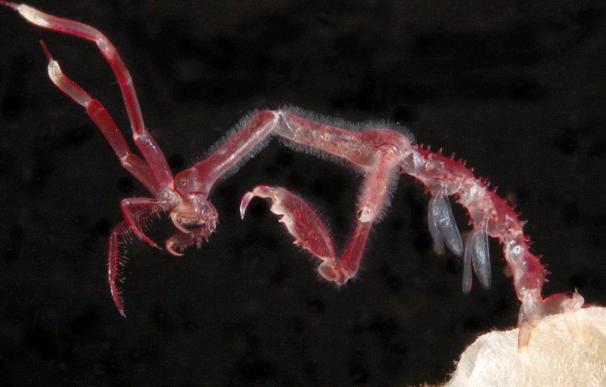 Una nueva amenaza invade las costas gallegas, el camarón esqueleto japonés