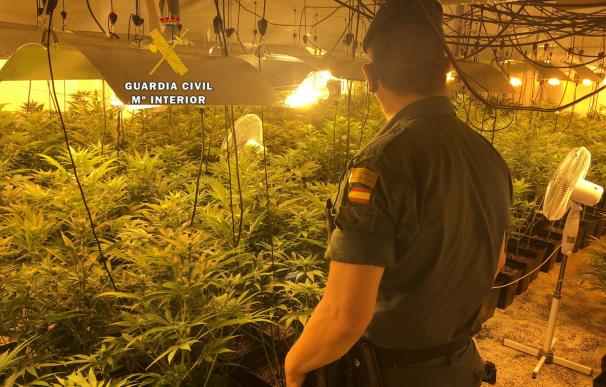 La Guardia Civil interviene 1.400 plantas de marihuana y detiene a cuatro personas