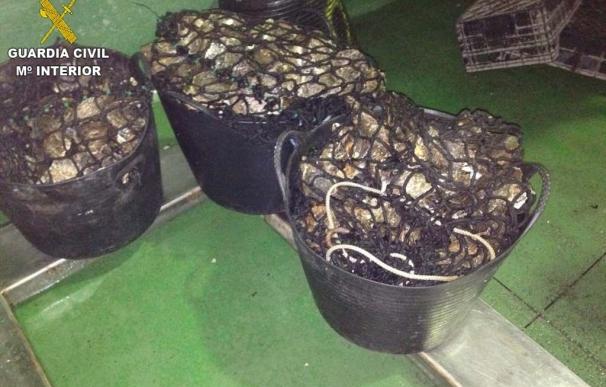 Intervenidos 75 kilos de ostras y una embarcación que faenaba en zona prohibida en la Ría de Ferrol