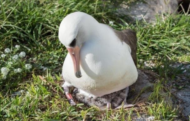 Wisdom, el ave más longeva conocida en el mundo ha criado a los 66 años en Hawái (Estados UNidos)