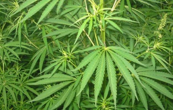 Erradican más de un millón de plantas de marihuana en Guatemala