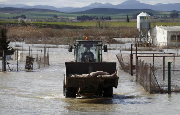 Comienza la retirada de cadáveres de animales en las zona afectadas por la riada