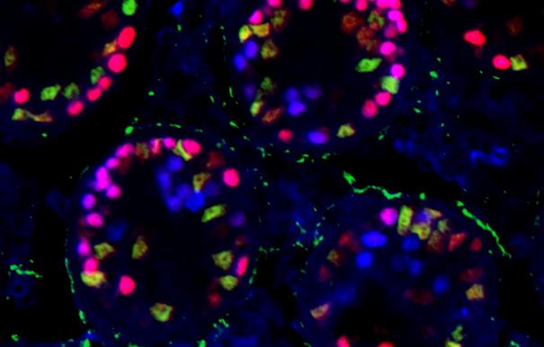UGR descubre la función de dos genes que al eliminarse convierten en ovarios los testículos de ratones adultos