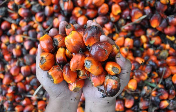 La OCU sugiere no abusar del aceite de palma y consumir solo el de cultivos sostenibles