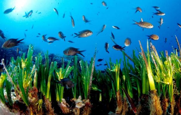 España queda excluida del Programa Internacional para el Descubrimiento del Océano