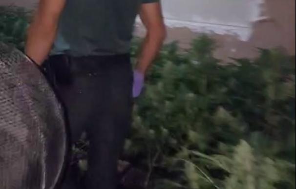 La Guardia Civil detiene a un hombre y se incauta de cerca de 600 plantas de marihuana en Monserrat