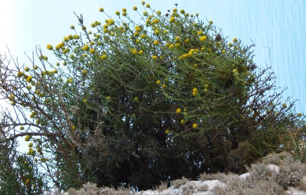 Científicos reconocen la manzanilla des Vedrà como especie distinta y única en el mundo