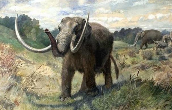 El 'mamutfante' será una nueva especie en dos años