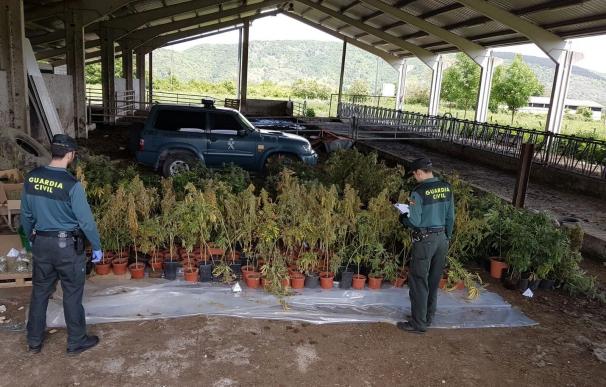 Desmantelada en Basaburua una plantación de marihuana oculta en una explotación agrícola