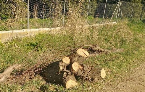 Ecologistas denuncia una tala de árboles plantados en 1992 en La Algaba mediante una acción participativa