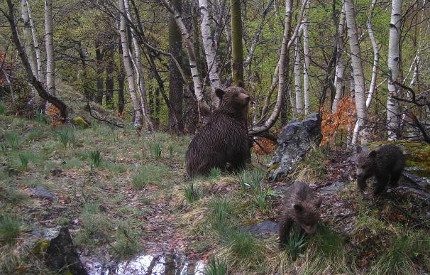 Captadas las primeras imágenes de osos nacidos este año en libertad en el Pirineo