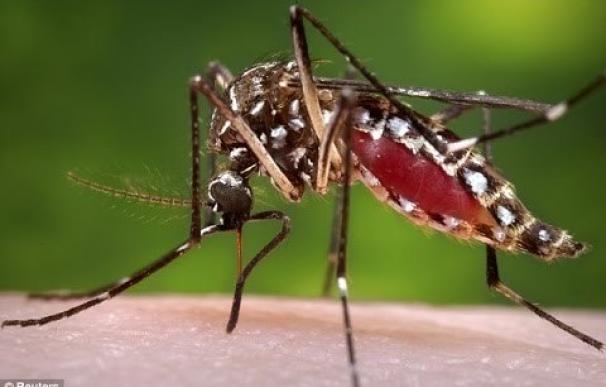Un mosquito como este puede transmitir el virus Zika.