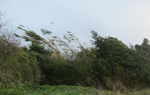 El viento deja rachas de 116 kilómetros por hora en Estaca de Bares y de 113 km/h en Cedeira (A Coruña)