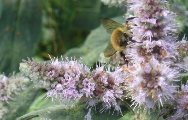 Bruselas urge a tomar medidas para proteger a las abejas porque una de cada diez especies va hacia la extinción