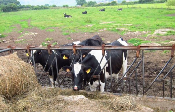 Medio Rural abonará en los próximos días 6,5 millones a 1.356 ganaderos de vacuno de leche