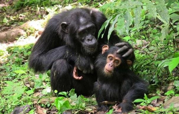 Los grandes simios se comunican de forma cooperativa