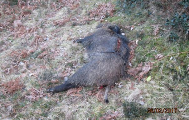 Fapas alerta sobre un cebadero para matar lobos descubierto en el Parque Natural de Las Ubiñas-La Mesa
