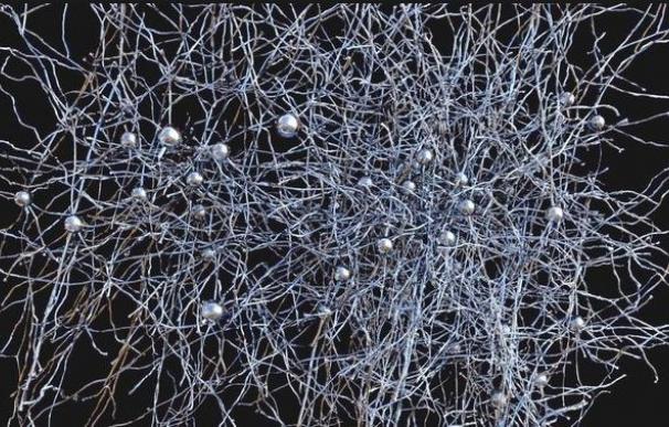 Hallan una neurona que cubre el cerebro y que podría ser el origen de la conciencia