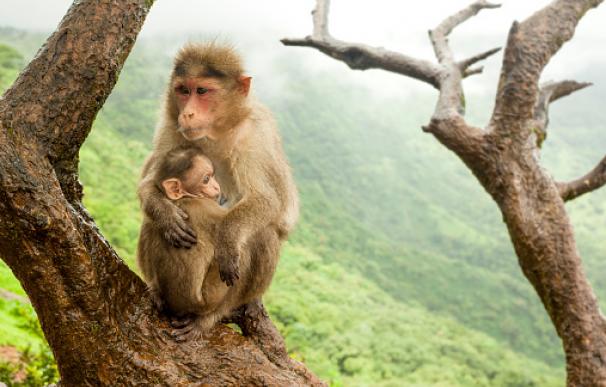 Los primates desarrollan un fuerte sentimiento de dependencia entre madre e hijo
