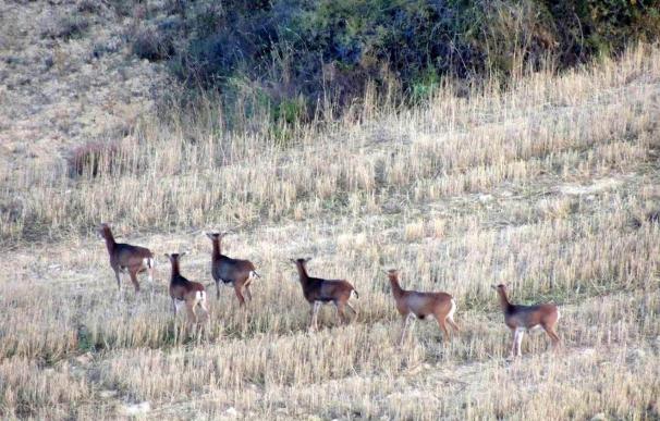 El Gobierno de Navarra autoriza "de modo excepcional" la caza de muflones en 10 cotos de Valdorba e inmediaciones
