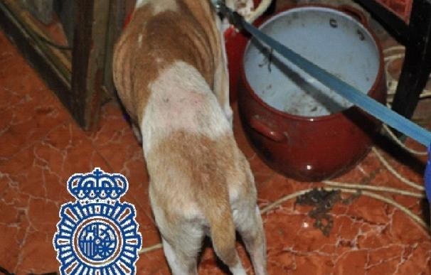 Rescatan a un perro desnutrido y enfermo, que estaba encerrado en Vélez, y detienen a sus dueños