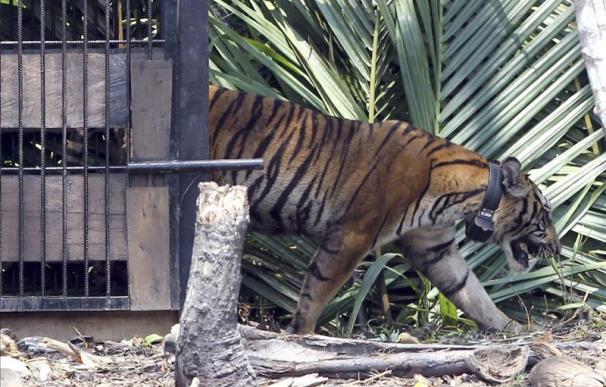 Reubicado en su hábitat natural un tigre de Sumatra rescatado en Indonesia