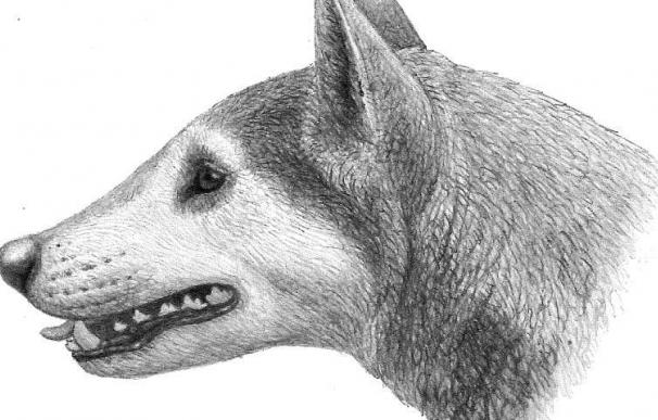 Restos fósiles alumbran una ancestral nueva especie de perro