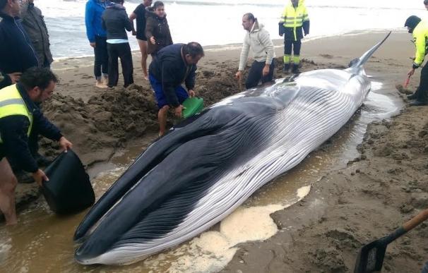 Hallada con vida una cría de ballena de ocho metros en la orilla de la playa onubense de Punta del Moral