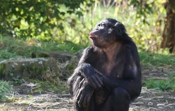 Monos y humanos evolucionan conjuntamente en el desarrollo de su interacción social, según un estudio