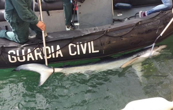 La Guardia Civil remolca un tiburón azul a mar abierto desde la zona portuaria de Palma