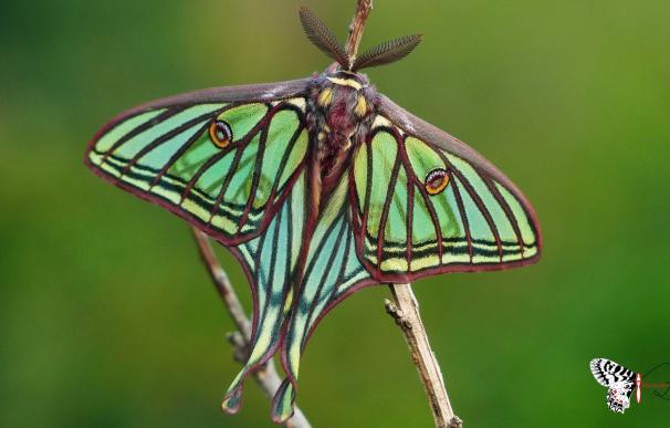 Uña acogerá este sábado la jornada Mariposa del Año 2016 para observar a la especie Graellsia en la Serranía de Cuenca