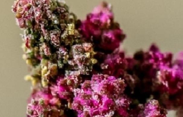 El genoma de la quinoa anima a convertirla en base alimenticia mundial