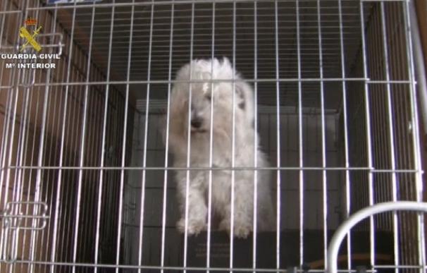 El Seprona de Burgos destapa una trama de venta ilegal de perros amparada por un falso pedigrí