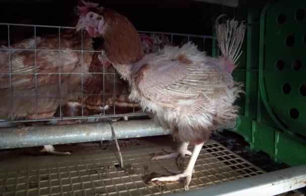 Igualdad Animal denuncia la crueldad en la que viven las gallinas en las jaulas de las granjas de huevos de España
