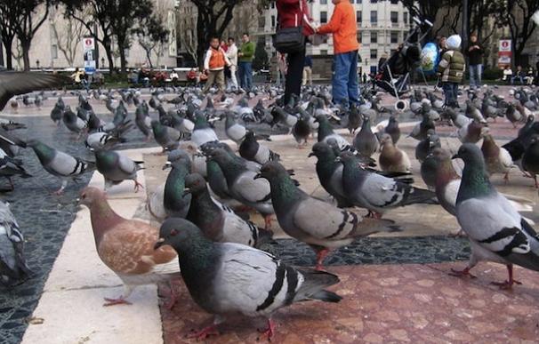 El plan especial para disminuir la población de palomas ya ha comenzado en Barcelona.