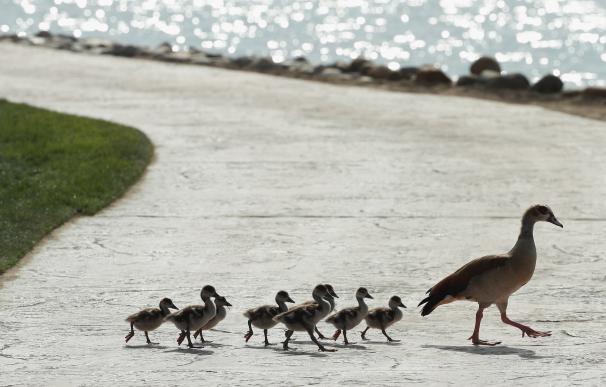 Francia sacrificará 600.000 patos más para combatir una epidemia de gripe aviar