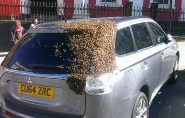 Un enjambre de abejas rescata a su reina después de perseguir un coche durante dos días